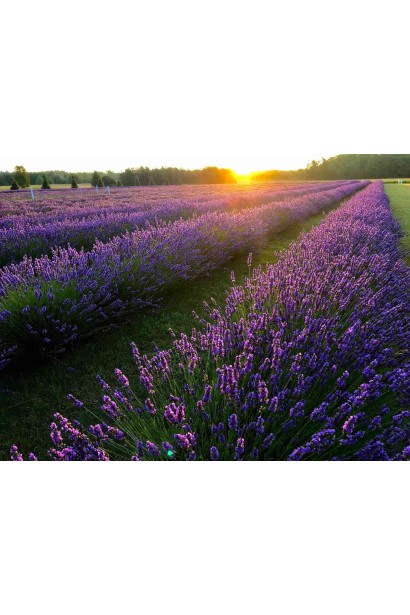 Лаванда колосиста Платінум Ніко в ландшафті